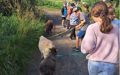 Schafe Schafe Schafe – ein wolliges Abenteuer